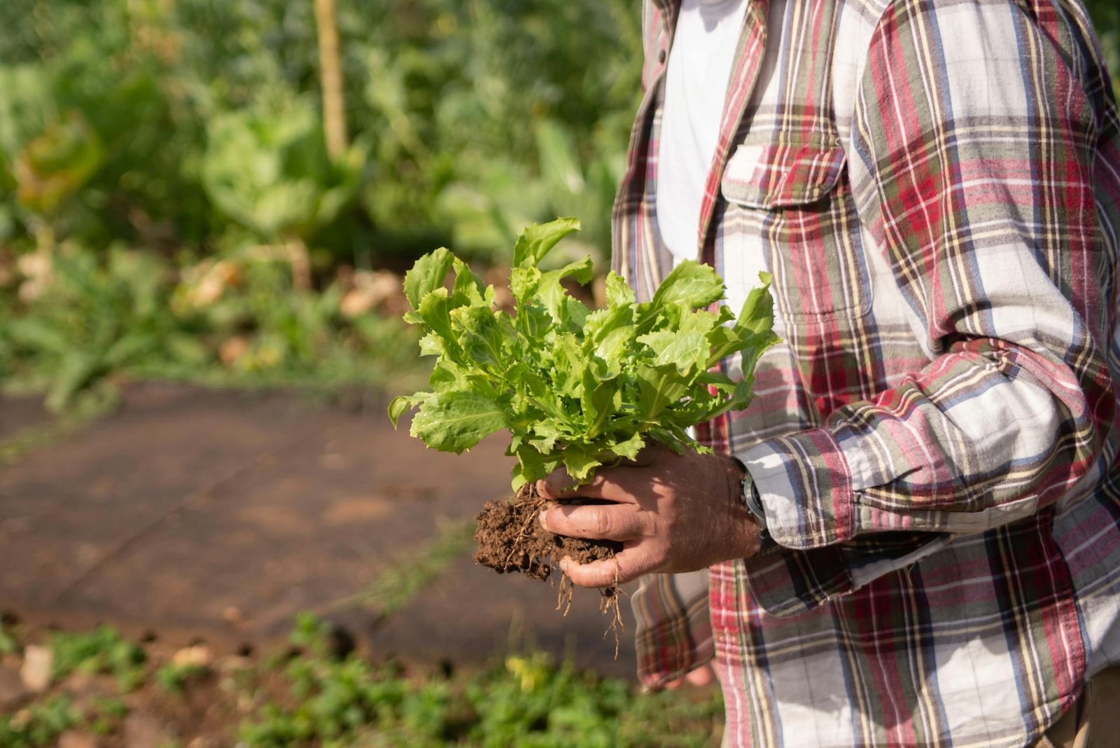 Agricultura en Liébana
