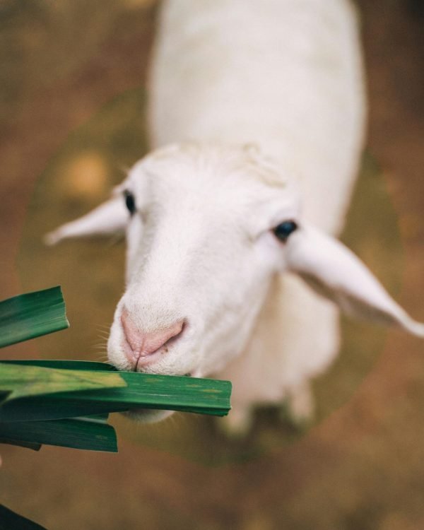 Contacto agrícola Cantabria