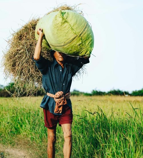 pexels-chorn-travit-2147527884-30915231